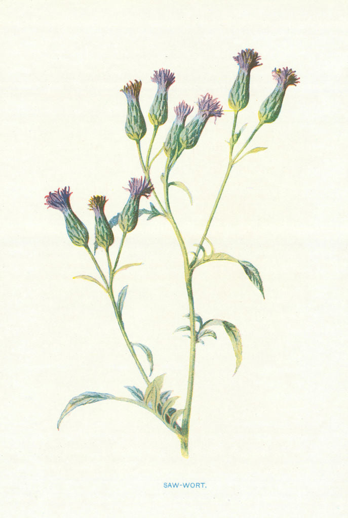 Saw-Wort. Wild Flowers by Frederick Edward Hulme c1895 old antique print